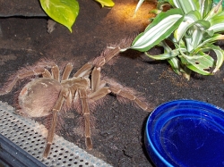 theraphosa blondi