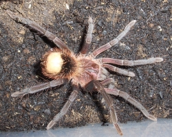 xenesthis immanis