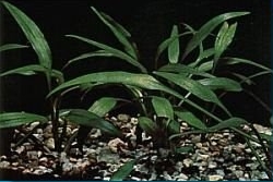 c.lucens
