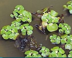 eichhornia crassipes